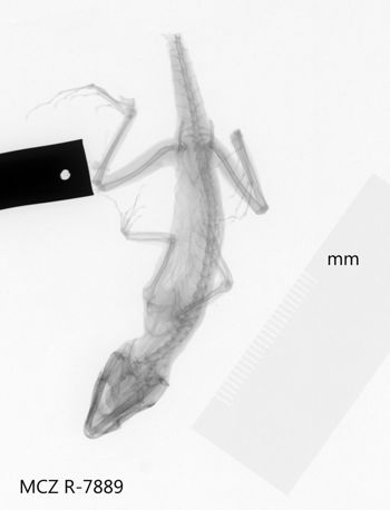 Media type: image;   Herpetology R-7889 Aspect: dorsoventral x-ray